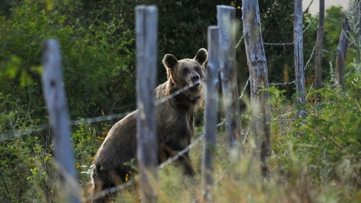 Další zraněný po střetu s medvědem na Slovensku